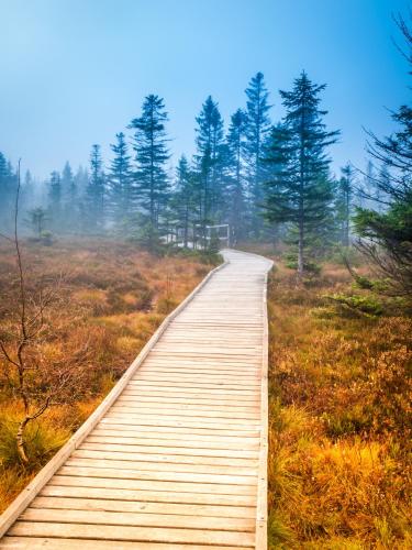 a wooden path through a field with trees at U Pivovaru - Apartments Boží Dar in Boží Dar