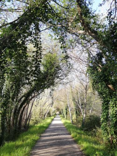 a dirt road with trees on both sides at O VIOLAS - Art Coffee & Guesthouse in Praia de Mira