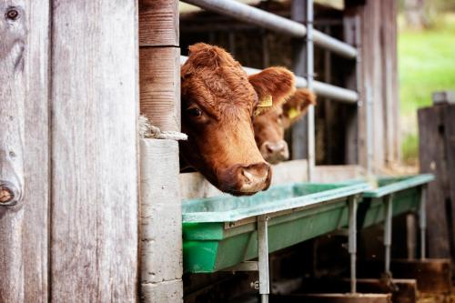 two brown cows sticking their heads out of a barn at Gasthaus Post in Goldbach