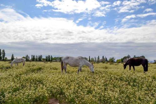 LAS ACEQUIAS – Photos 4