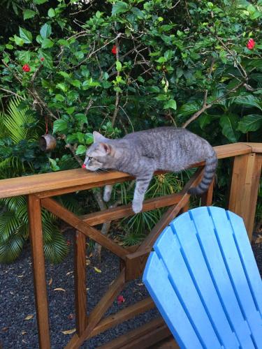 a cat standing on a wooden table next to a blue chair at Les Manguiers in Deshaies