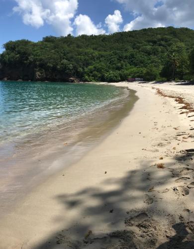 a sandy beach with water and trees in the background at Les Manguiers in Deshaies