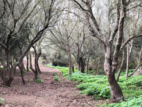 a dirt path through a forest with trees at Agroturismo Bini Aumaia in Es Mercadal