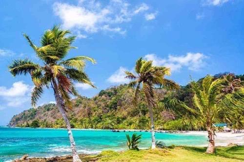 a group of palm trees on a beach at HOSTAL EL DESCANSO in Capurganá