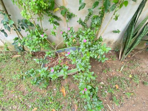 a garden with pink flowers and plants next to a wall at HOSTAL EL DESCANSO in Capurganá