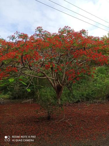 a tree with red flowers on it in a field at Hosteria Cumilinche in Same