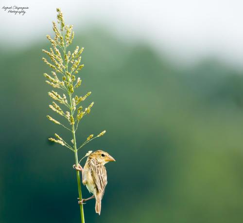Fotografie z fotogalerie ubytování Tiger Corner Inn Homestay v destinaci Sauraha