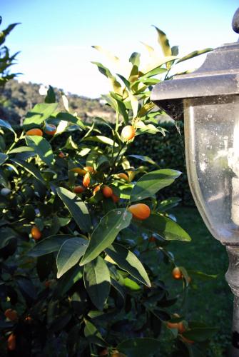Κήπος έξω από το Le Relais Des Chartreuses