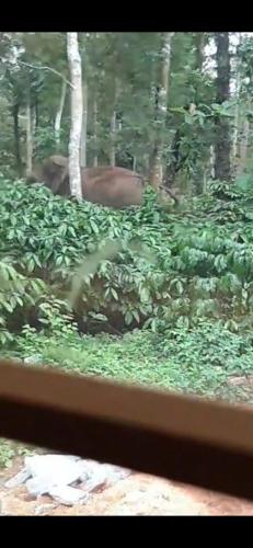 a window view of a deer in the woods at Katihalli Estate Stays in Hassan
