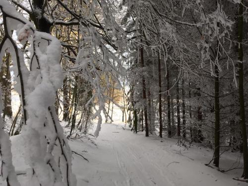 a snow covered path in a forest with trees at Hotel a Penzion PEGAS in Nové Město na Moravě