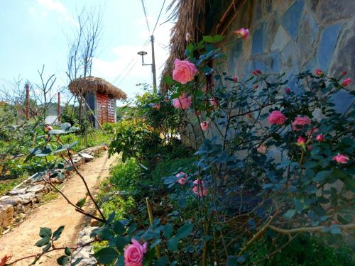 a garden with pink roses on the side of a wall at Mộc Châu Peachy Garden in An Pon