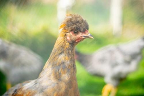 a close up of a chicken in a field at Hacienda Buenos Aires en Iza in Iza
