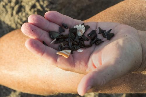 a hand holding a handful of small rocks at Tropical Villas Of Venice Beach in Venice