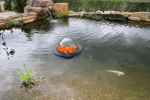 a goldfish in a bowl in a pond at Maarberg Resort in Schalkenmehren