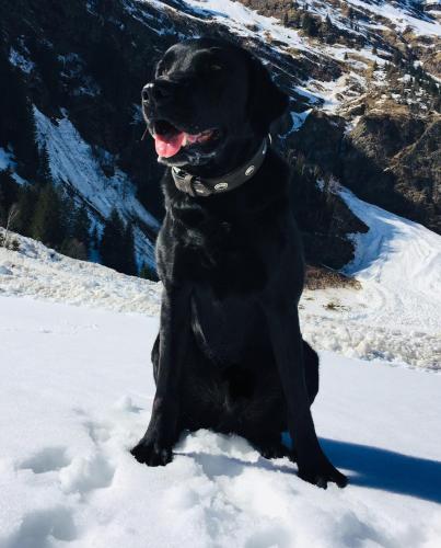 a black dog sitting in the snow at Ferienwohnung Wildkogelblick in Bramberg am Wildkogel