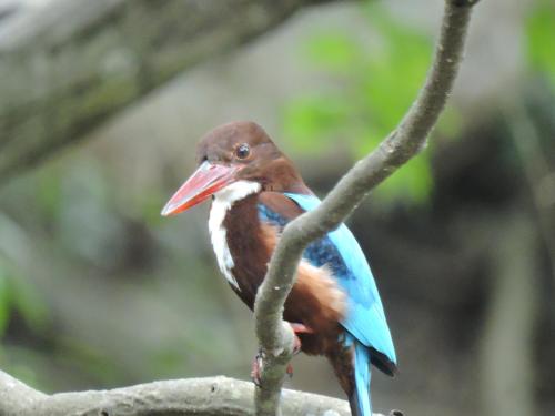 a colorful bird sitting on a tree branch at Richards Cabanas in Tissamaharama