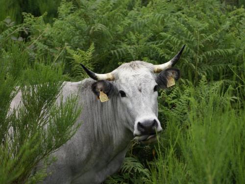 a cow with horns is standing in the grass at Chambre d'Hôtes La Bourdasse in Loubens