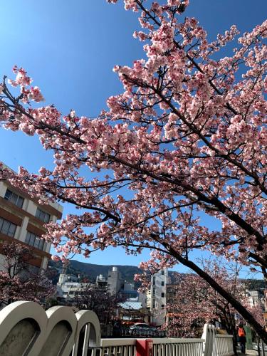 a tree with pink flowers on it in a city at Ocean View House in Atami