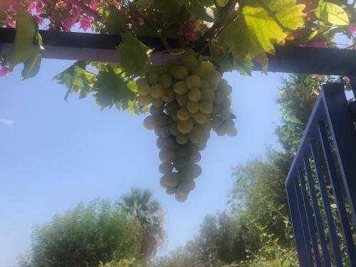 a bunch of grapes hanging from a fence at Cute Little Casita in Mijas