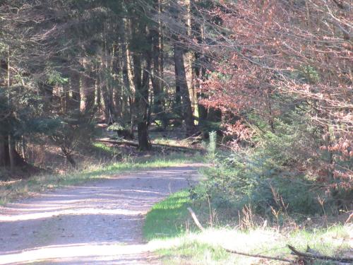 a dirt road in a wooded area with trees at Le Clos d'Auré. in Oberhaslach
