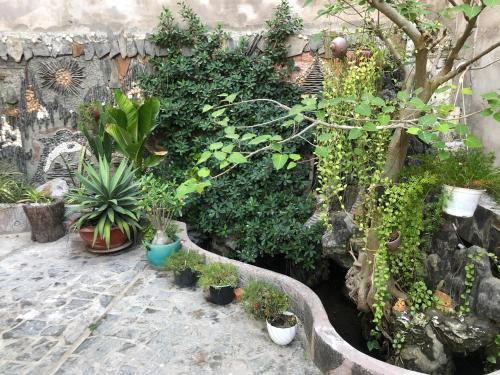a garden with lots of plants and potted plants at Tulip Mui Ne in Phan Thiet
