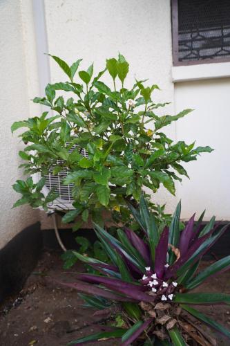 a plant with white flowers in front of a building at L&J Modern Backpackers Kinondoni in Dar es Salaam