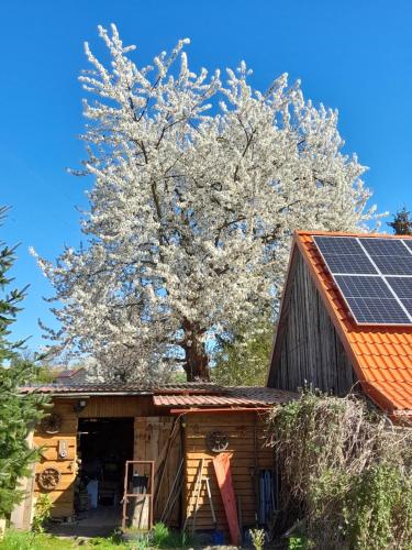 a barn with a tree and a solar roof at GAJRAJ in Wünschelburg