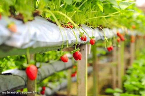 a row of strawberry plants in a greenhouse at CHARMING & COZY PREMIER SUITES @ VISTA RESIDENCE in Genting Highlands