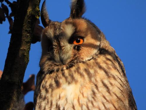 an owl with orange eyes sitting in a tree at 't Hoeske in Exloo
