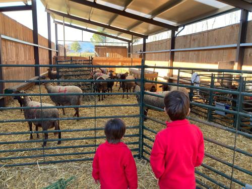 two children are looking at sheep in a barn at Mas Espuella in Argelaguer