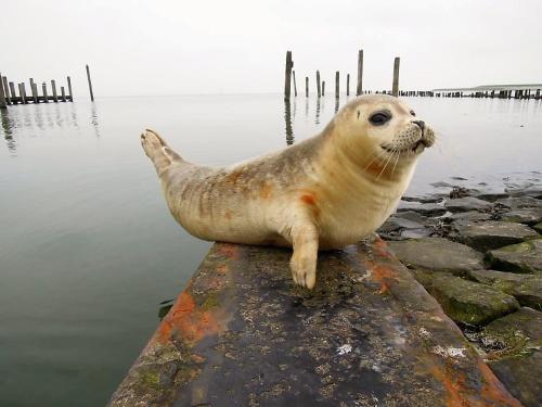 a seal sitting on a rock in the water at IJsvogel Apartment, Duplex Family Home 4-bed located on the largest saltwater lake in Bruinisse