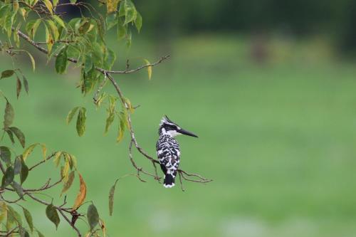 a black and white bird perched on a tree branch at Kele Yala in Yala