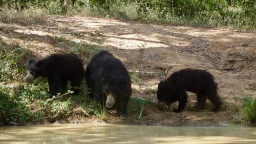 three black bears are standing by the water at Kele Yala in Yala