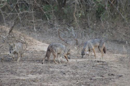 three coyotes are standing in a field at Kele Yala in Yala