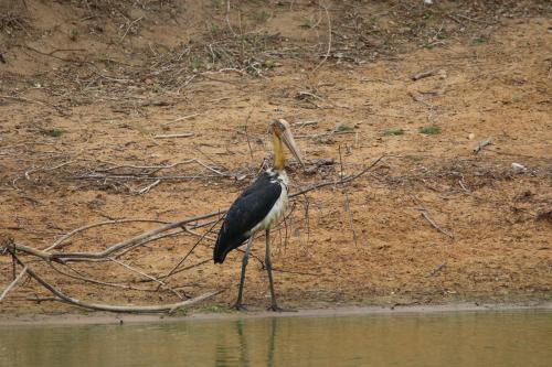 a bird standing in the water next to a body of water at Kele Yala in Yala