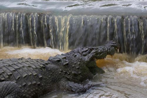 an alligator in the water next to a waterfall at Kele Yala in Yala