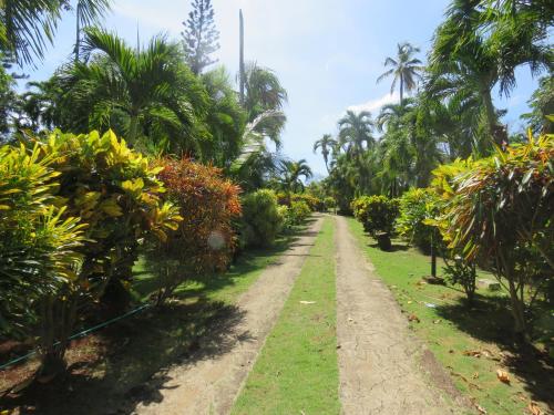 a dirt road through a garden with palm trees at Casa de Campo Junto al Mar en San Andrés in El Cove