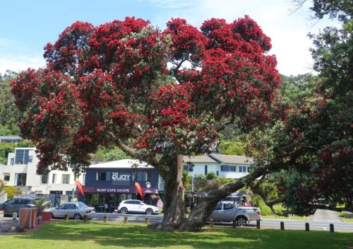 a tree with red flowers in a park at Beachpoint Apartments in Ohope Beach