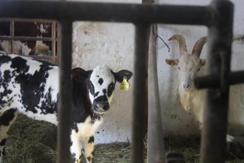 アパートメントの敷地内または近くにいる動物