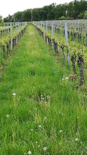 a field of green grass with a row of vines at Kellerstöckl Petra in Eisenberg an der Pinka