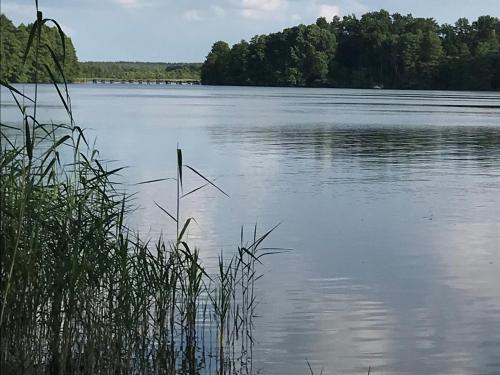 a large body of water with trees in the background at Forsthaus Zartwitzer Hütte in Rechlin