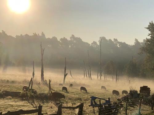 a herd of ostriches grazing in a field in the fog at Forsthaus Zartwitzer Hütte in Rechlin