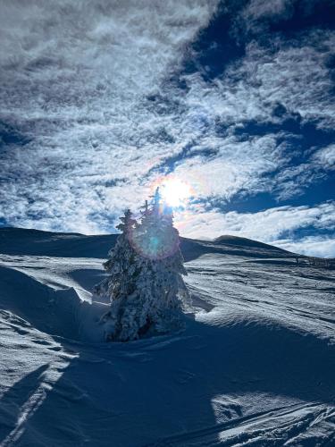 a tree in the snow with the sun behind it at LH Suites Aparthotel - NEW since 2025 in Saalbach Hinterglemm