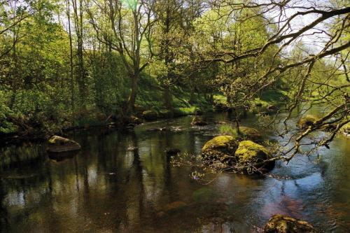 a stream in a forest with rocks and trees at Liljenborg in Jämshög