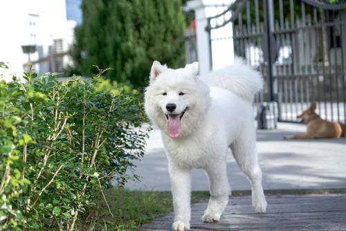 a white dog standing on a sidewalk with its tongue at The Peaceful Village 花蓮小和民宿 2090&1 in Pinghe