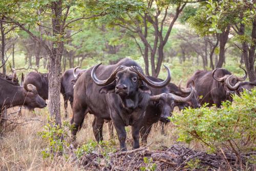 a herd of buffalo standing in a field at Lejwe La Metsi Private Reserve in Bela-Bela