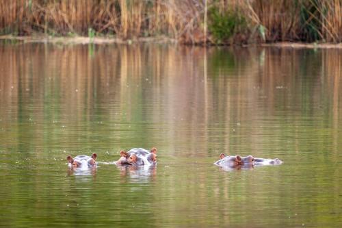 three ducks swimming in a body of water at Lejwe La Metsi Private Reserve in Bela-Bela