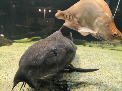 Zvířata v ubytování v soukromí nebo okolí