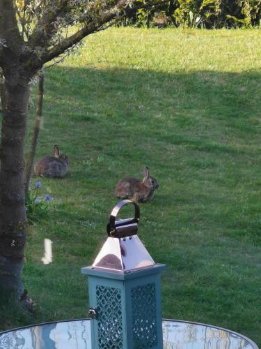 two rabbits laying in the grass next to a light at Haus am Hennesee in Meschede
