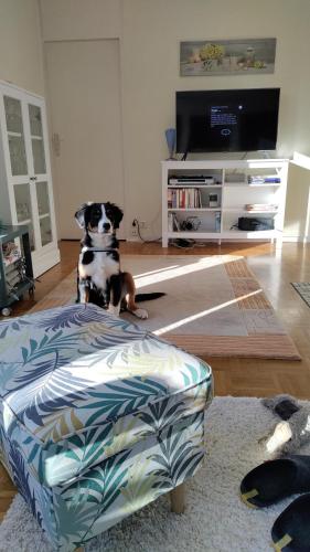 a dog sitting on an ottoman in a living room at Haus am Hennesee in Meschede